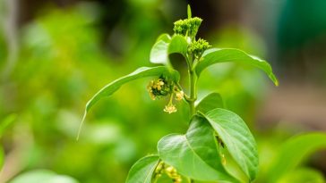 gurmar gymnema sylvestre