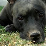 pies postrzelił właściciela