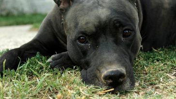 pies postrzelił właściciela