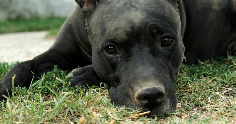 pies postrzelił właściciela