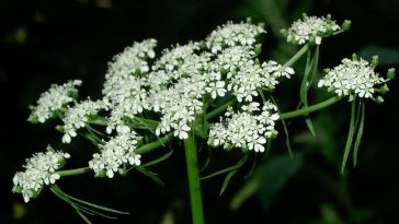 jak wygląda psia pietruszka