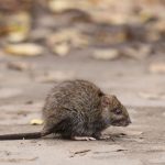 szczurza gorączka objawy