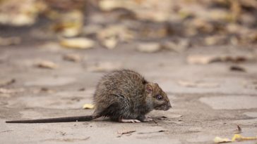 szczurza gorączka objawy