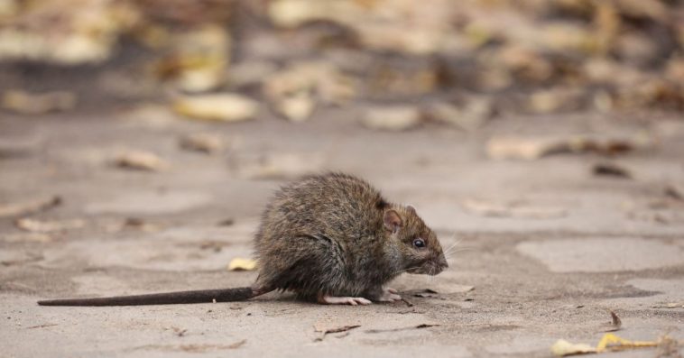 szczurza gorączka objawy