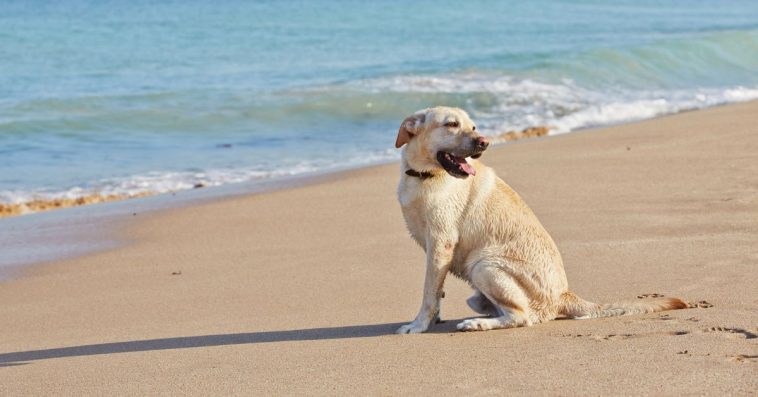 czy można wejść z psem na plażę