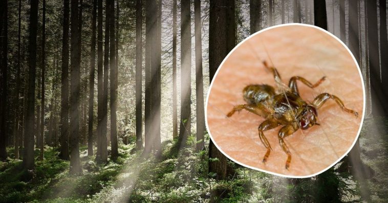 strzyżak jeleni kleszcz latający jak odstraszyć