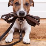 szkolenia dla właścicieli psów