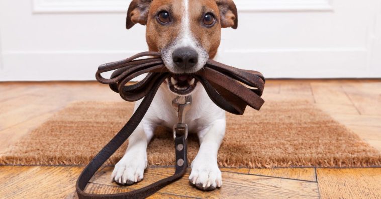 szkolenia dla właścicieli psów