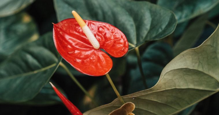 anturium jak podlewać