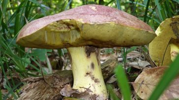 masłoborowik królewski zdjęcia