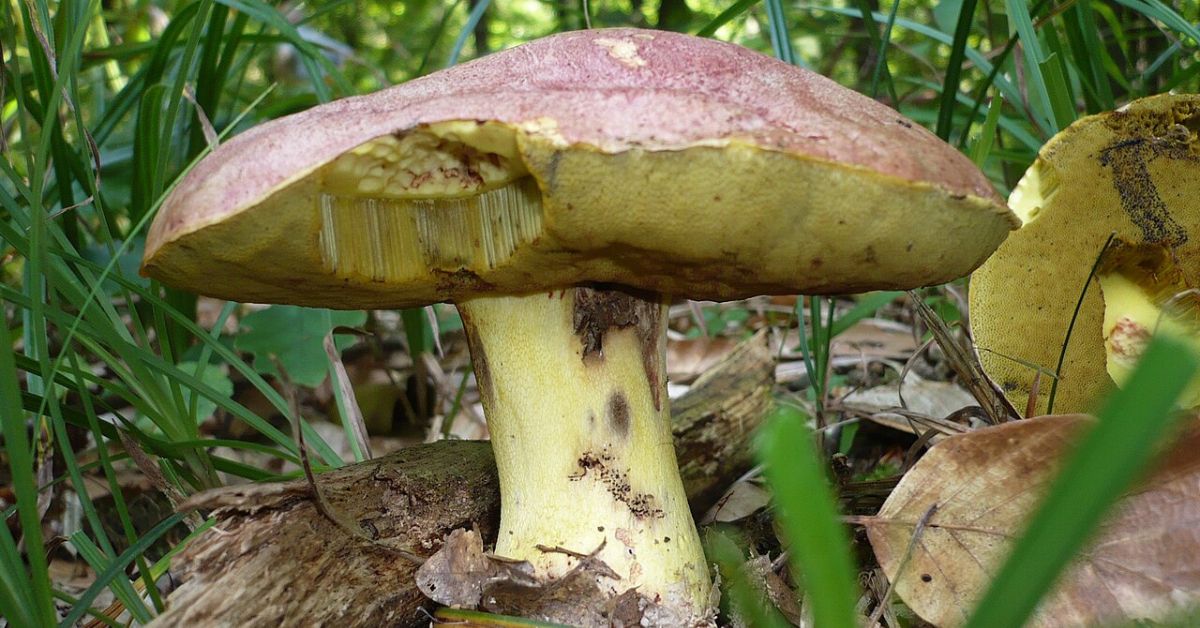 Masłoborowik królewski. Lepiej go nie dotykaj. Grożą za to surowe kary