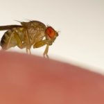 jak się pozbyć muszek owocówek w domu raz na zawsze