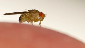 jak się pozbyć muszek owocówek w domu raz na zawsze