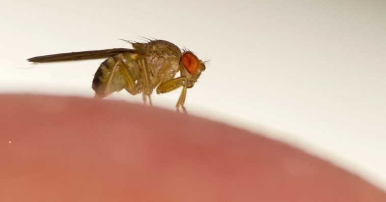 jak się pozbyć muszek owocówek w domu raz na zawsze