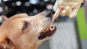 kości z prasowanej skóry dla szczeniaka