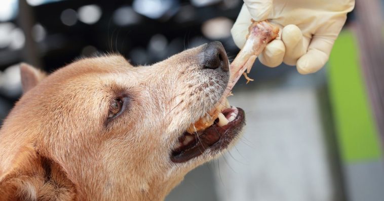 kości z prasowanej skóry dla szczeniaka