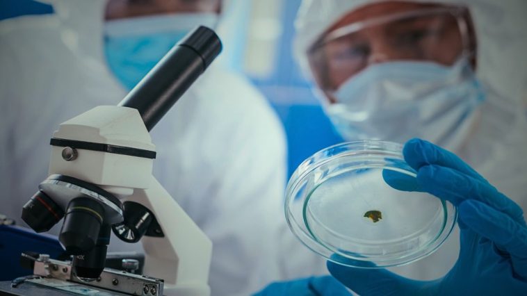 mykoplazma co to objawy test