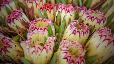 protea królewska cena