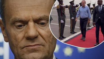 tusk w koszuli w angoli afryka