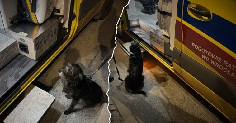 wrocław pies
