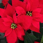 poinsecja jak wybarwić liście jak czesto podlewac