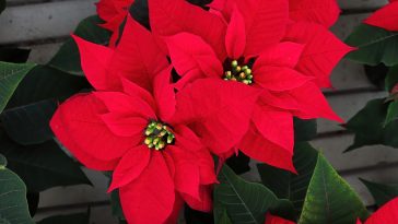 poinsecja jak wybarwić liście jak czesto podlewac