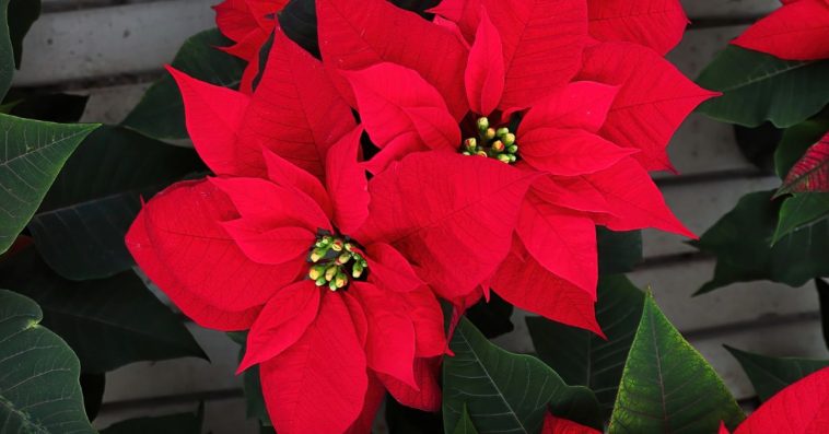 poinsecja jak wybarwić liście jak czesto podlewac