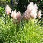 Jak zabezpieczyć wysokie trawy ozdobne przed mrozem i wiatrem