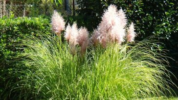 Jak zabezpieczyć wysokie trawy ozdobne przed mrozem i wiatrem