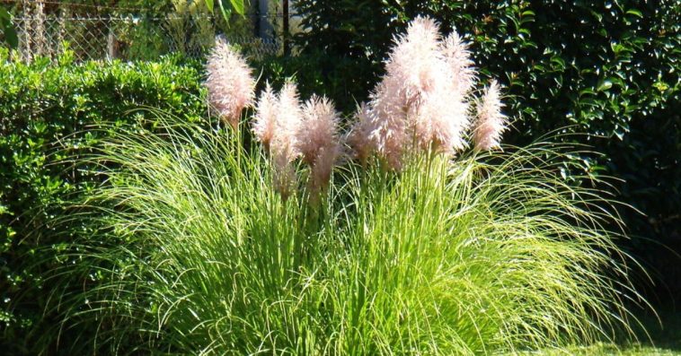 Jak zabezpieczyć wysokie trawy ozdobne przed mrozem i wiatrem