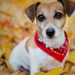 co zrobić jak pies zjadł kasztana