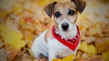 co zrobić jak pies zjadł kasztana