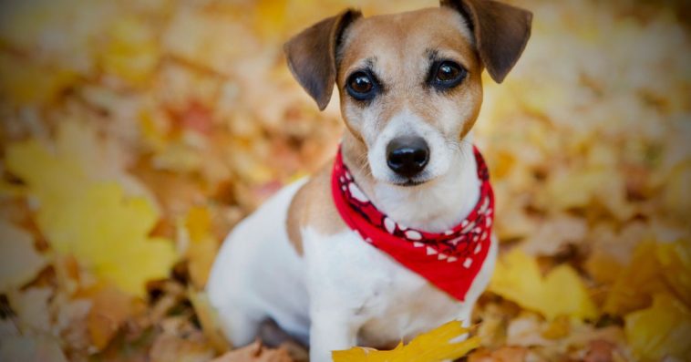 co zrobić jak pies zjadł kasztana