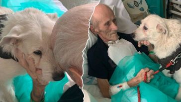 legnica szpital wojewódzki pies