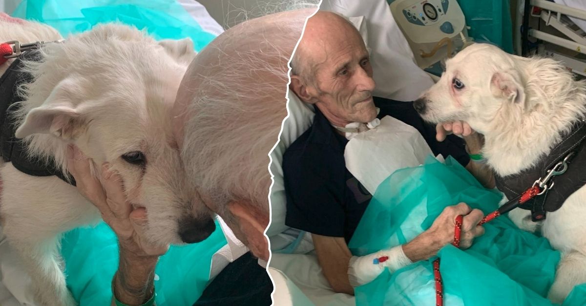 Legnica. Pies odwiedził umierającego pana w szpitalu. Nie widzieli się pół roku