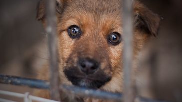 marian drewnik sobolew