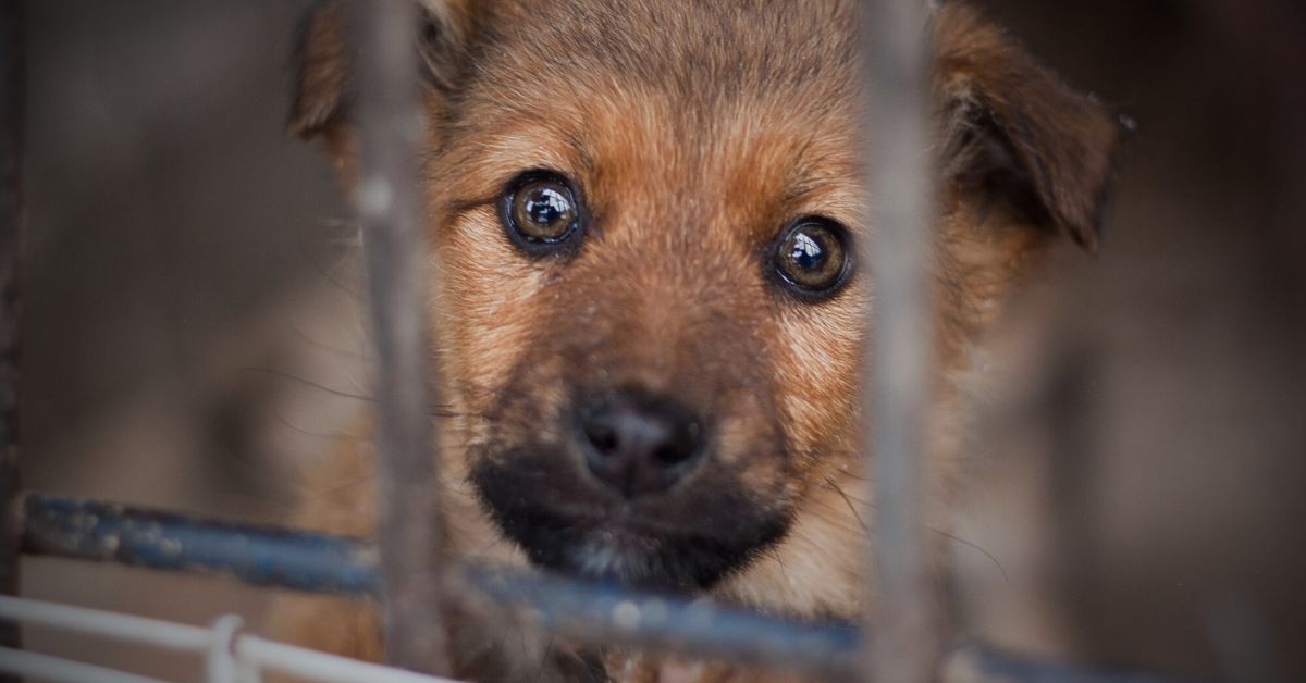 Psy z Sobolewa były bite do krwi. To, co wychodzi na jaw, odbiera mowę