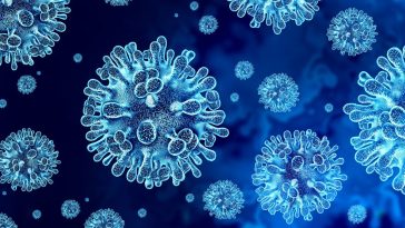 wirus nipah w polsce