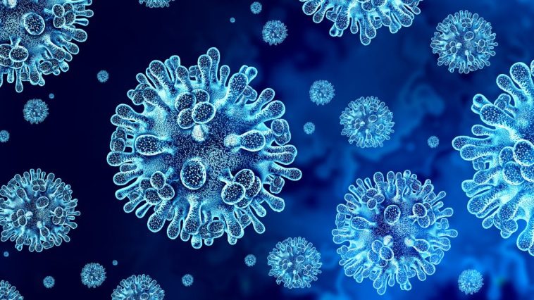 wirus nipah w polsce