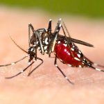 gorączka chikungunya objawy