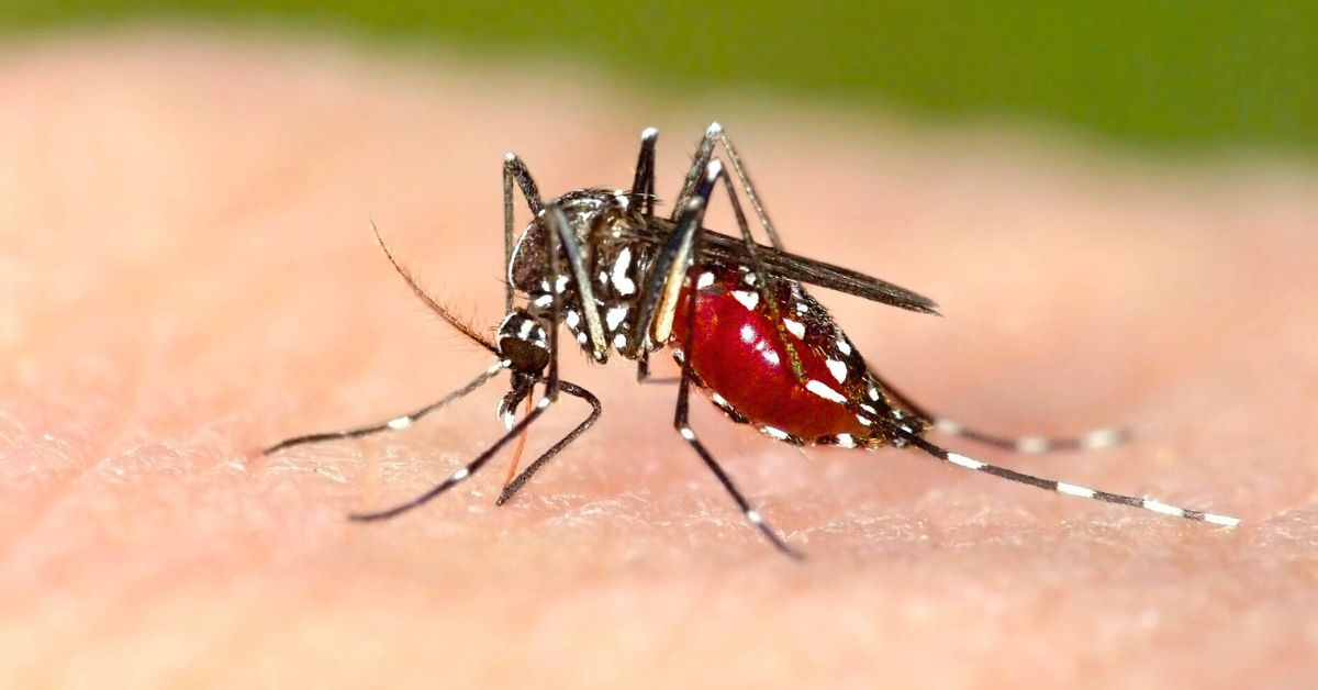 Gorączka chikungunya zbliża się do Polski. Objawy choroby są bardzo niepokojące