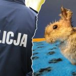 marcyś królik sprawca