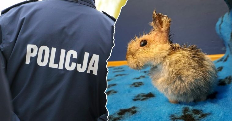 marcyś królik sprawca