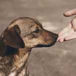 obowiązkowe czipowanie psów i kotów