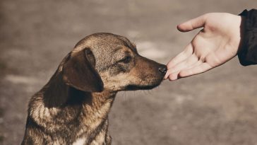obowiązkowe czipowanie psów i kotów