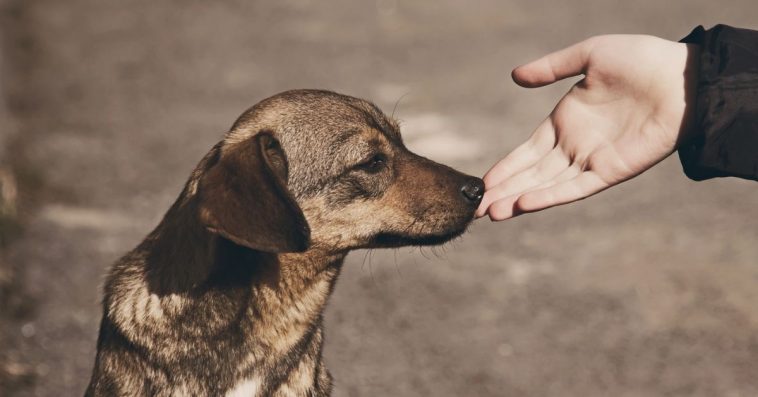 obowiązkowe czipowanie psów i kotów