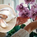 czosnek do storczyków forum