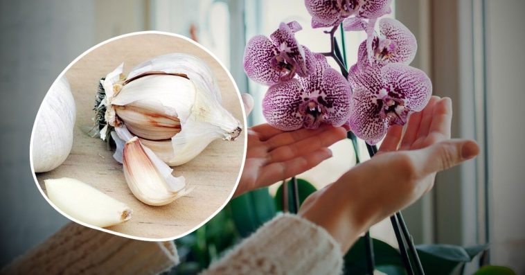 czosnek do storczyków forum