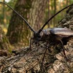 kozioróg dębosz czym się żywi