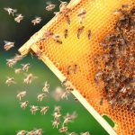 ministerstwo klimatu pszczoły